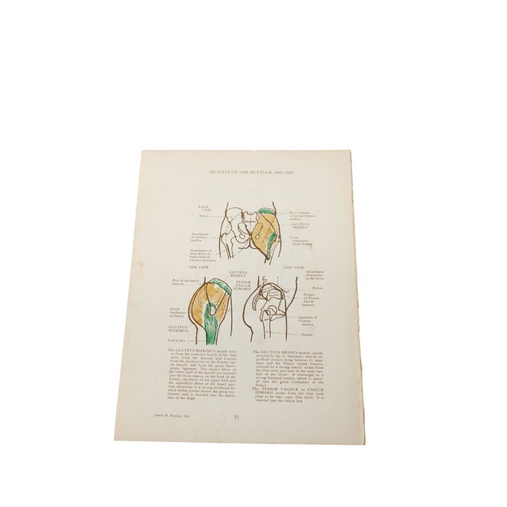 1946 Anatomical Diagram Art Students Thigh Buttocks Vintage 94087
